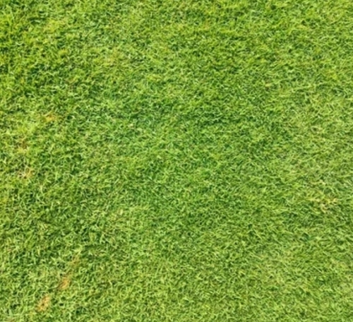 10mm Fine Fescue Grass