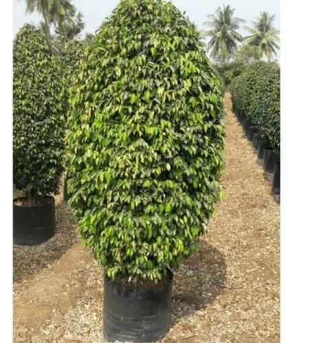 Ficus Benjamina Plant