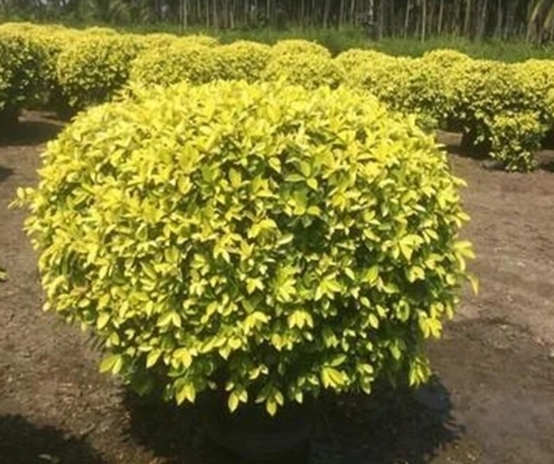 Ficus Panda Yellow Ornamental Plant