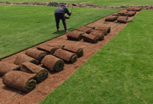 Ground Natural Korean Lawn Grass