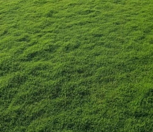 Natural 10mm Fine Fescue Grass