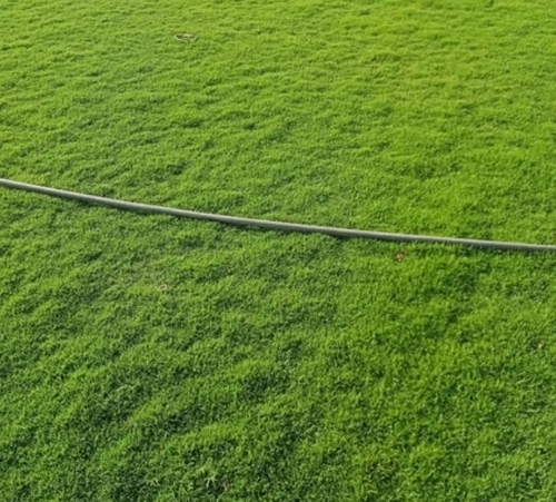 Natural Bermuda Grass