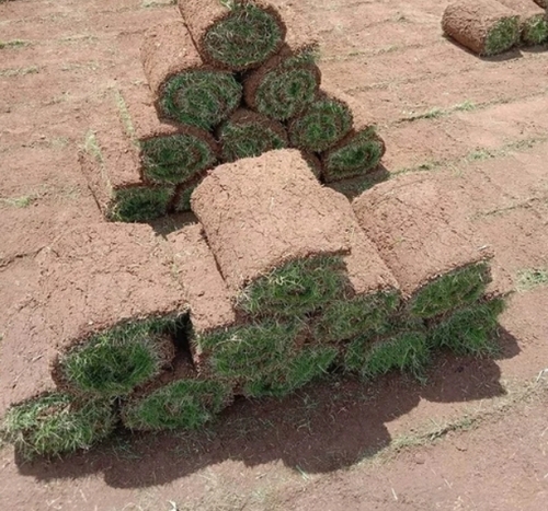 Natural Korean Lawn Grass
