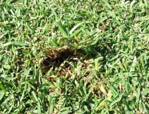 Natural Paspalum Shade Grass