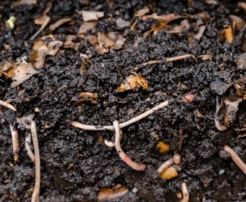 Organic Fertilizers And Manure