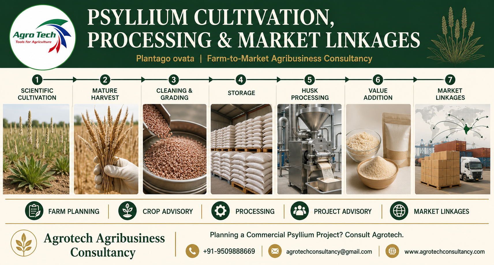 Commercial Psyllium Farming and Husk Processing Consultancy