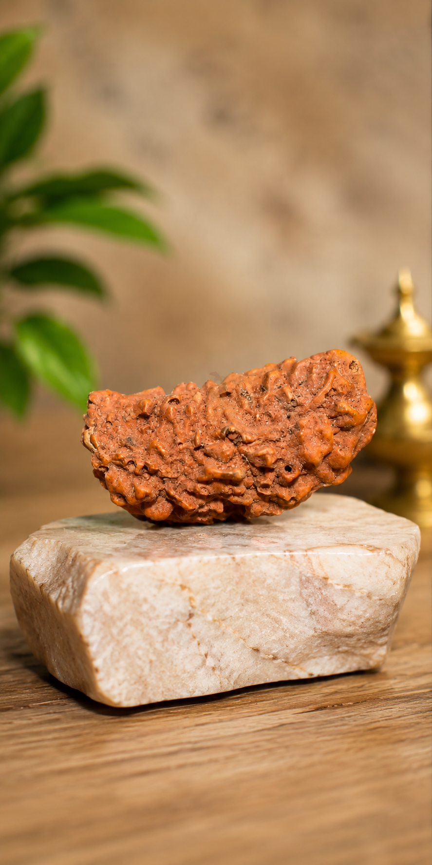 1 Mukhi Rudraksha