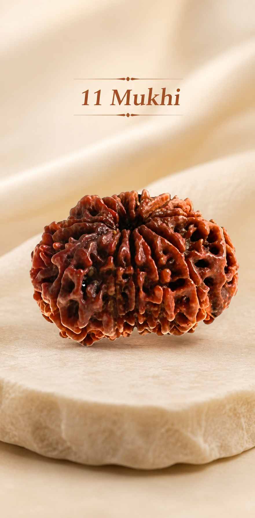 11 Mukhi Rudraksha