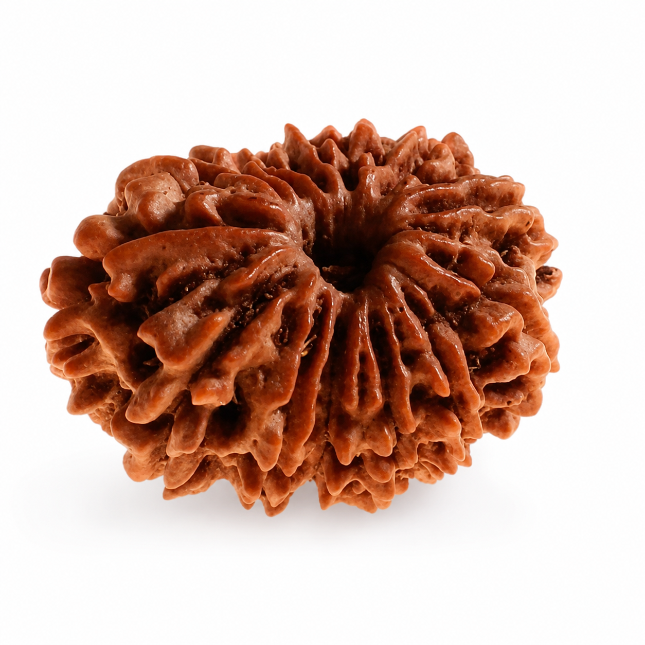 13 Mukhi Rudraksha