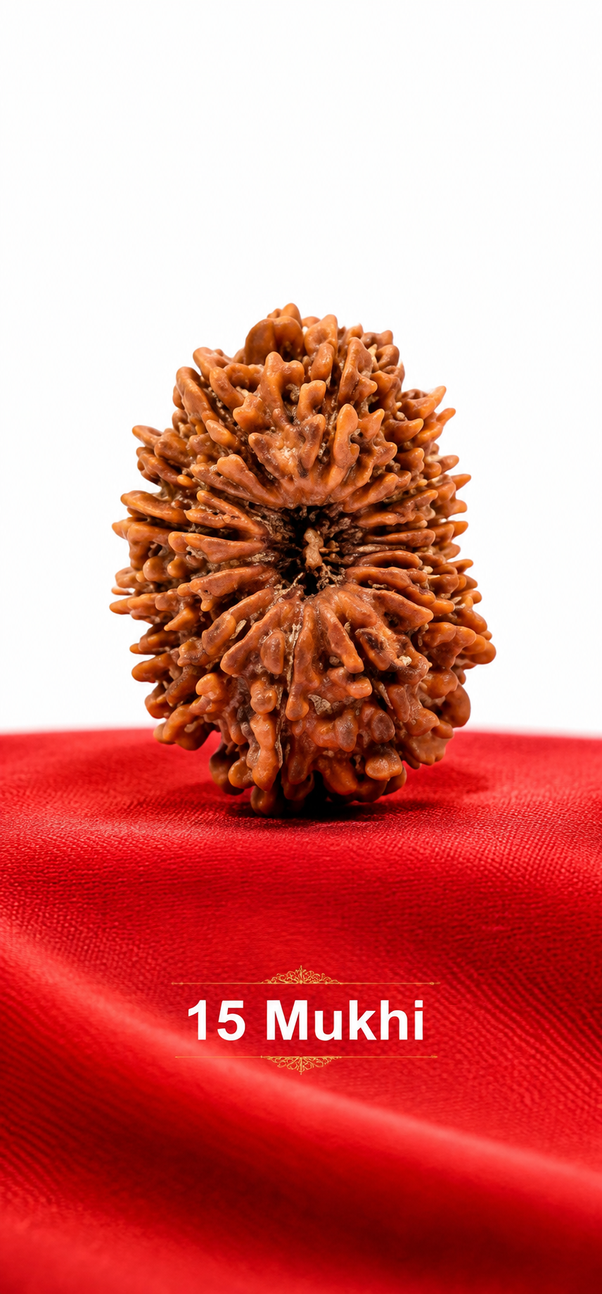 15 Mukhi Rudraksha