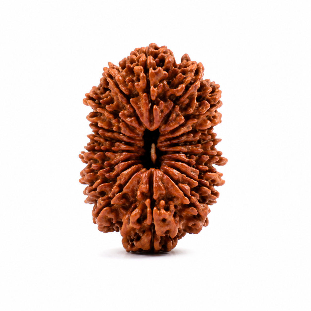 16 Mukhi Rudraksha