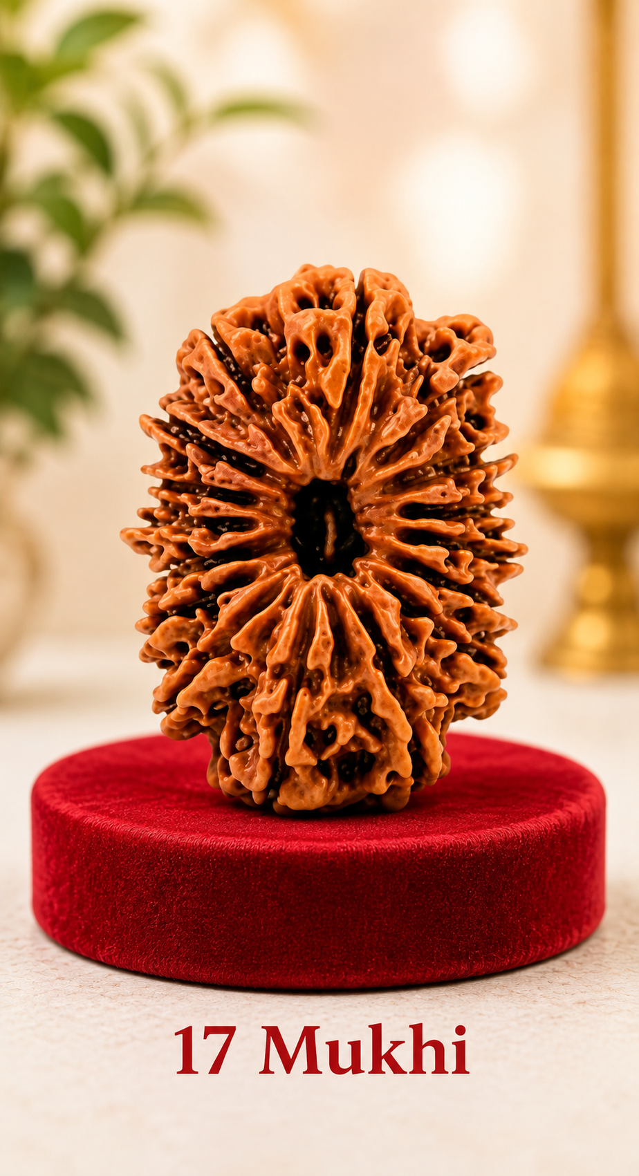 17 Mukhi Rudraksha