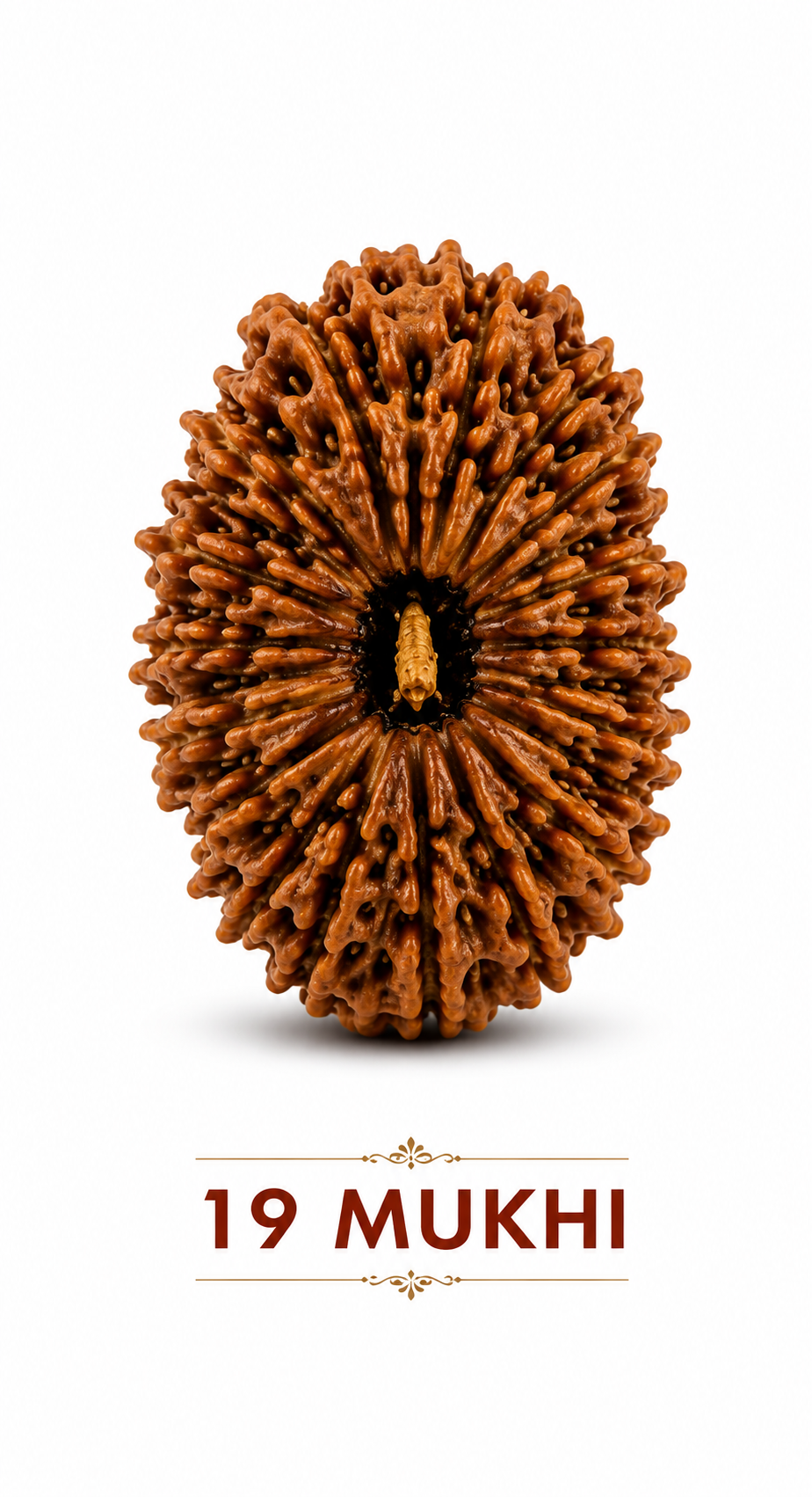 19 Mukhi Rudraksha