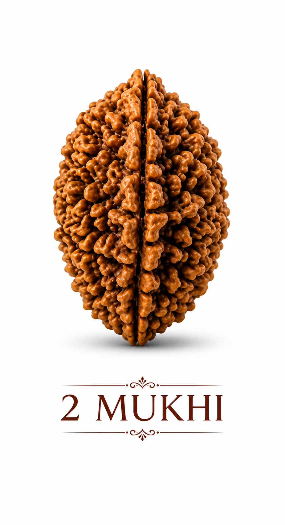 2 Mukhi Rudraksha