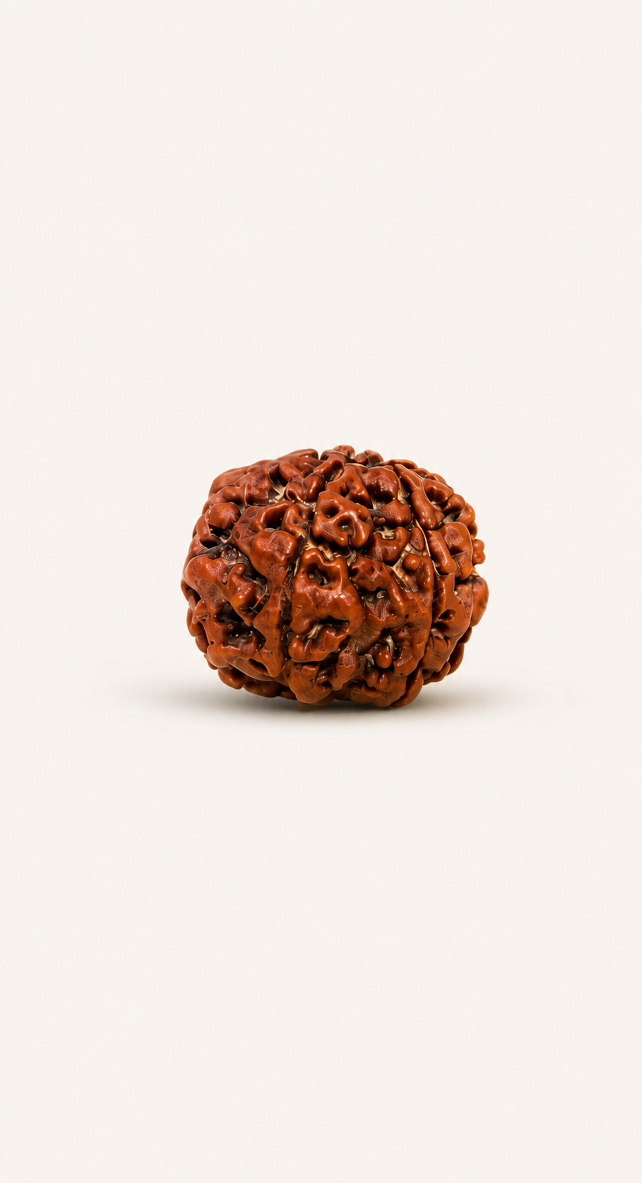 5 Mukhi Rudraksha