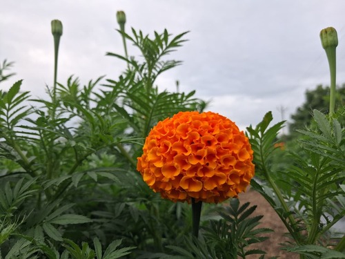 Marigold Flowers (fresh genda phool)