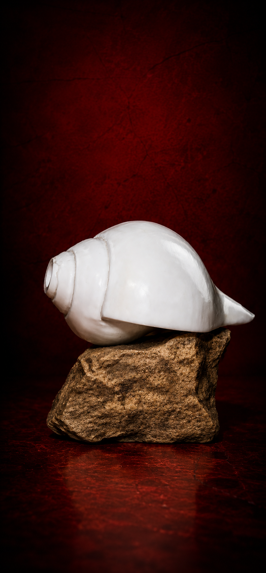 Vamavarti Shankha (Conch Shell) Natural Blowing Shankh