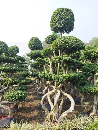 Bottle Shape Imported Microcarpa Bonsai