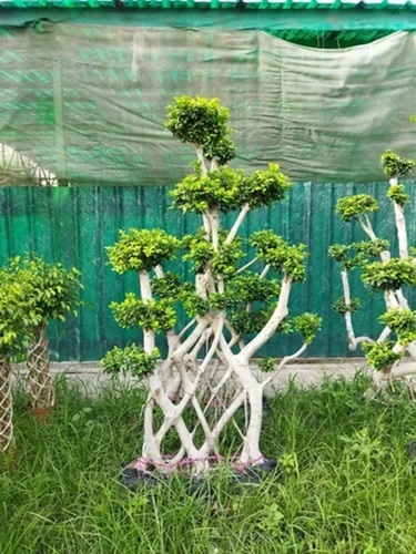 Exotic Net Shape Microcarpa Ficus Bonsai
