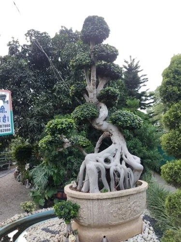Green Bonsai Plant