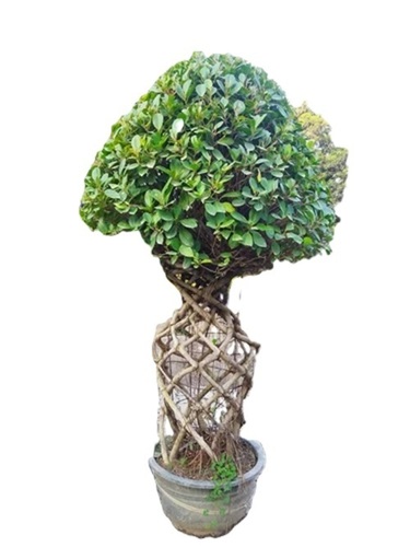 Imported Bonsai Plant