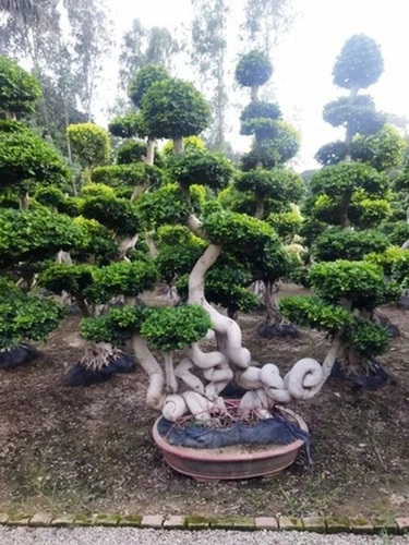 Imported Bonsai Plants