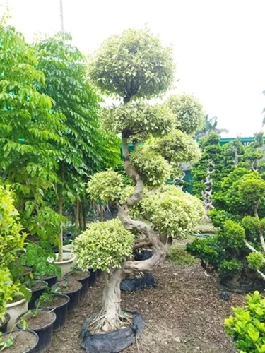 Imported S-Shape Variegated Microcarpa Bonsai