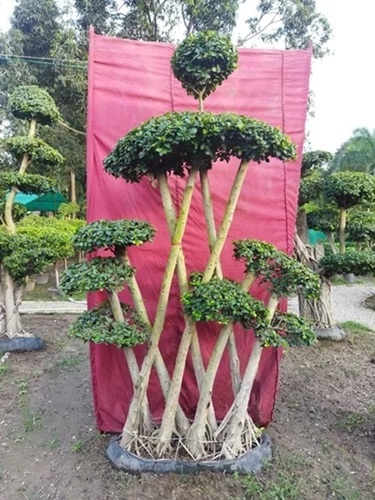 Live Bonsai Plant