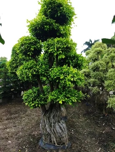 Live Bonsai Plants