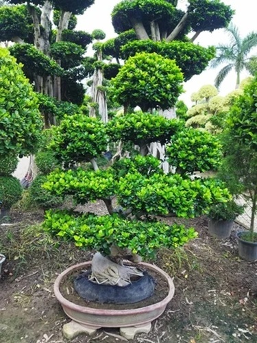 Long Bonsai Plant