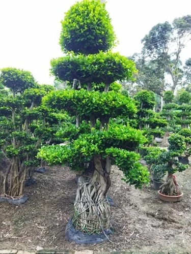 Long Bonsai Plants