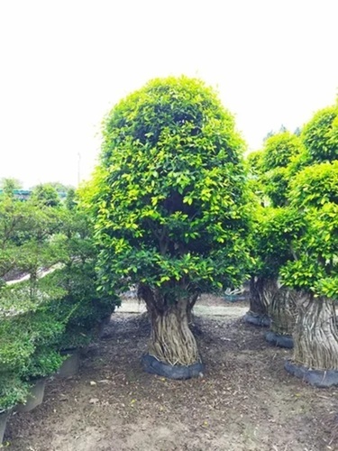 Natural Bonsai Plant