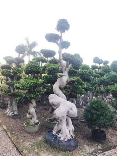 Natural Bonsai Plants
