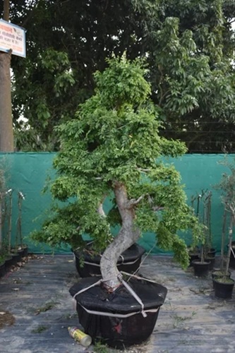 Carmona Bonsai Plant - Compact Size, Green Color | Miniature Tree, Dense Foliage, Artistic Shape, Evergreen