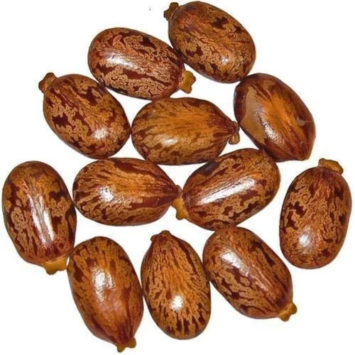 Castor Oil Seeds