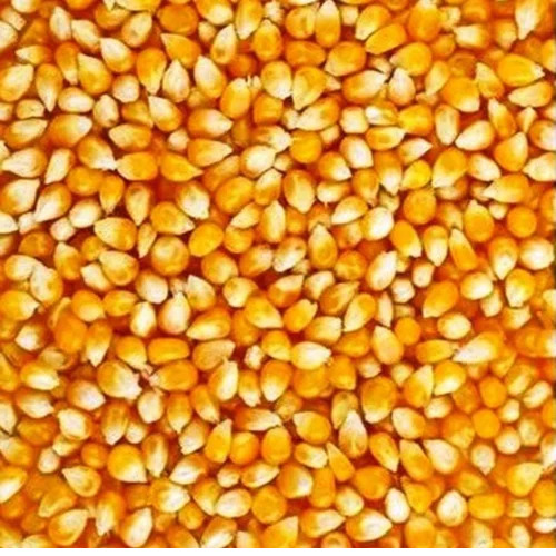 Dry Yellow Maize Seeds
