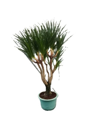 Exotic Multiroot Draco Dragon Bonsai Plant