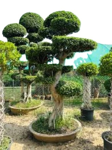 Ficus Farmasona Bonsai Plant