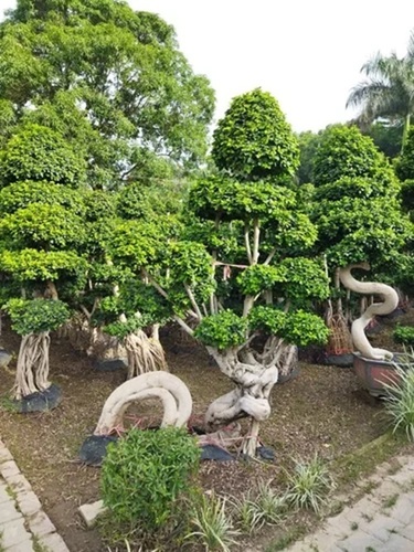 Imported Dragon Shape Microcarpa Ficus Bonsai - Live Plant, Green, Miniature Multiroot Tree, Artistic Draco Shape