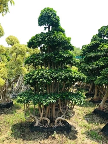 Imported Microcarpa Ficus Bonsai Multistem