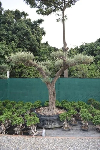 Olive Bonsai Plant