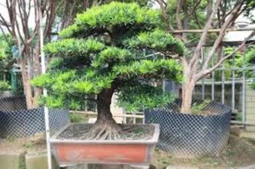 Podocarpus Bonsai Plant
