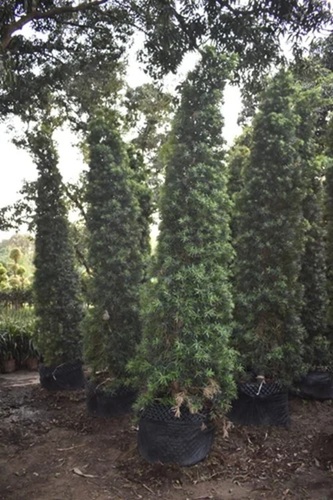 Podocarpus Cone Shape