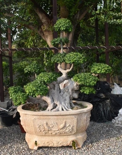 Shima Root Ficus Microcarpa Bonsai Plant