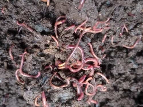 Live Earthworms For Composting