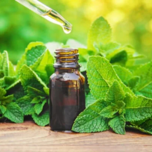 Mentha Arvensis Oil - Raw Material: Flowers