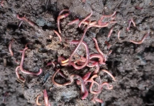 Earthworm