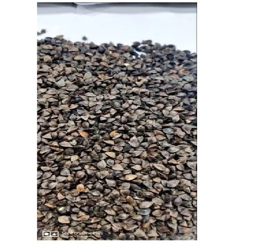 Buckwheat Seed