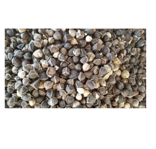 Moringa Seeds