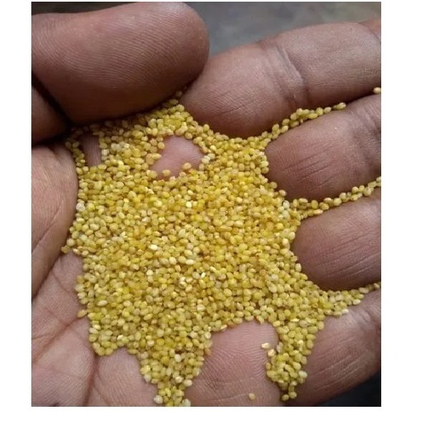 Proso Millet